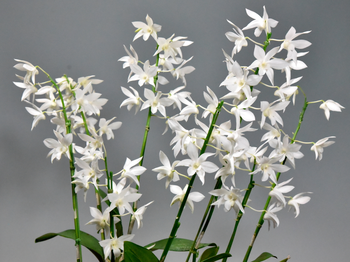 大型株第6位 - Dendrobium White Grace 'Sato'　鈴木隆夫