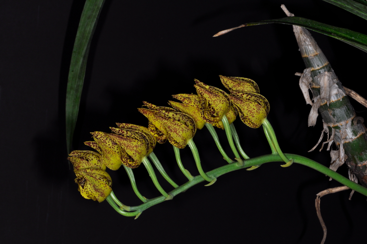 Mormodes maculata（モルモデス マクラタ） (Klotzsch)L.O.Williams 1950