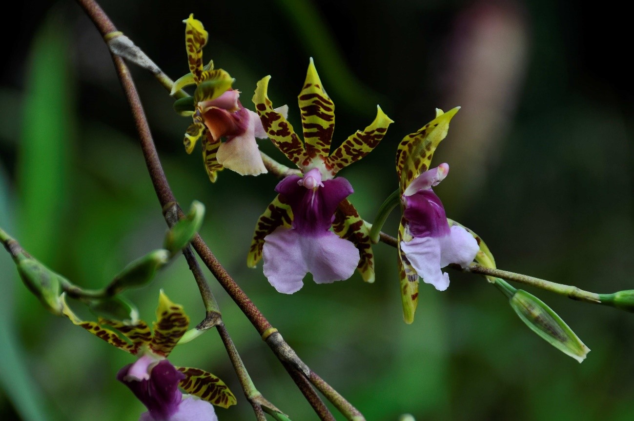 Oncidium　karwinskii　（オンシジュウム　カルウィンスキィ）　(Lindle.)Lindley 1838
