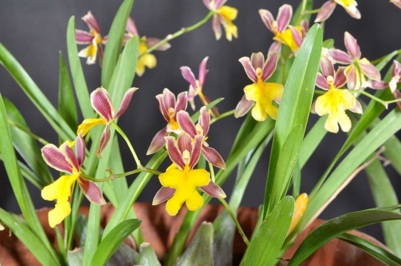 Oncidium ghiesbreghtianum（オンシジウム　ゲスブレグティアヌム）Rich. & Galeotti  1845
