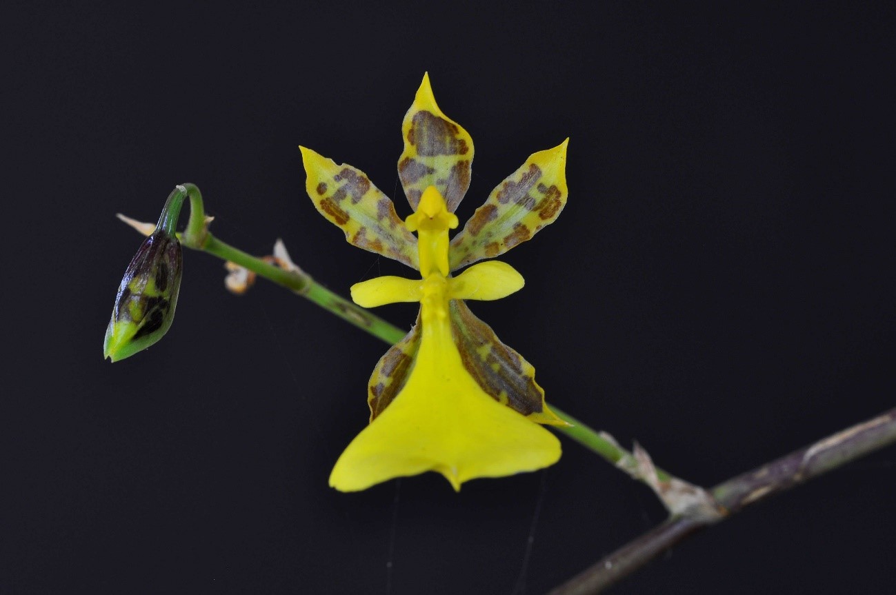 Oncidium unguiculatum （オンシジュウム　ウンギクラトゥム） Lindl. 1846
