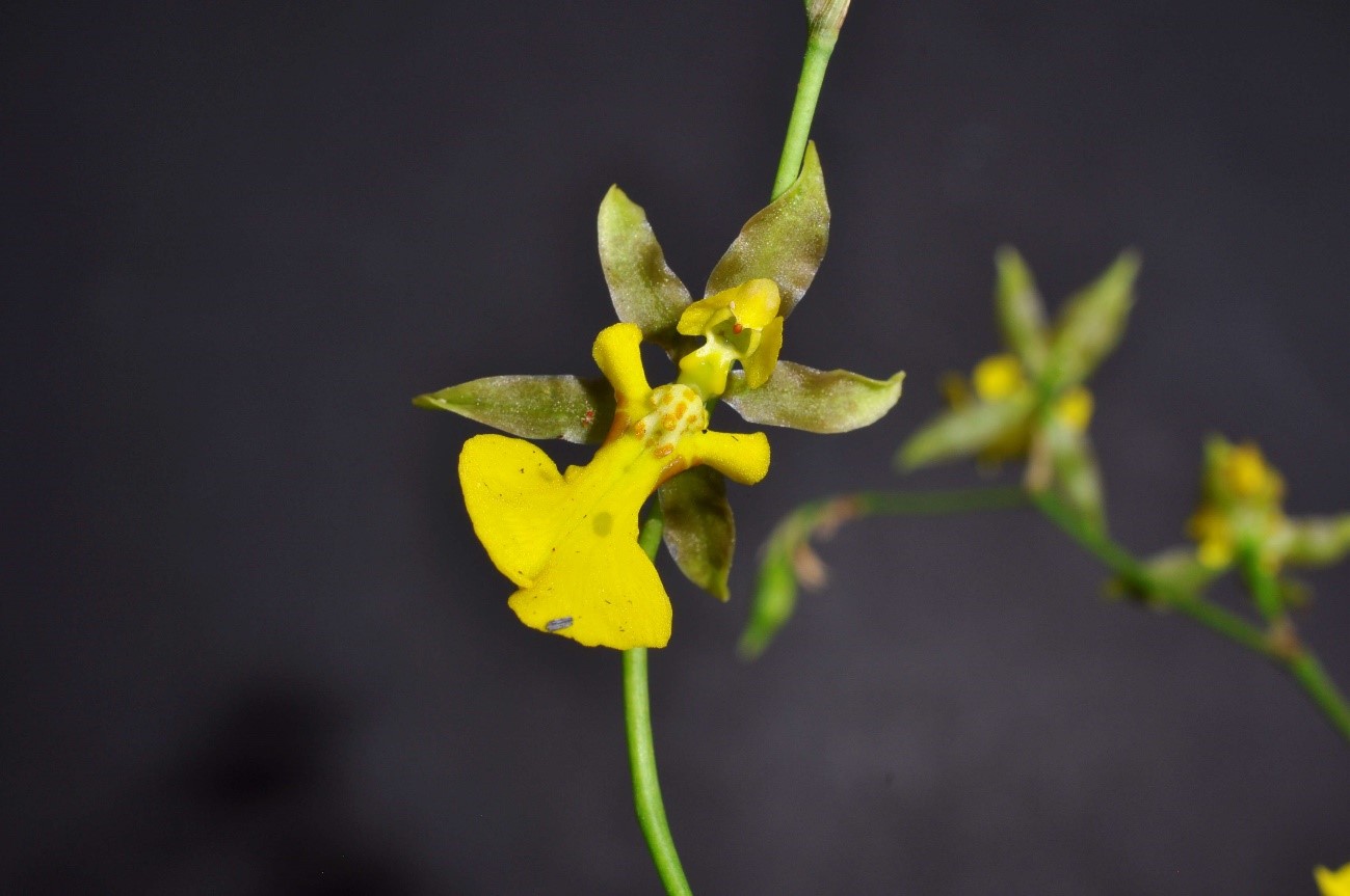 Oncidium oblongatum （オンシジュウム　オブロンガトゥム）Lindl. 1844
