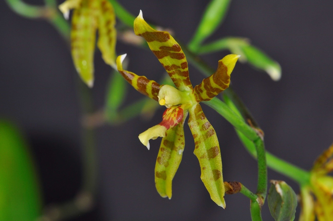 Oncidium stenoglossum （オンシジュウム　ステノグロッサム）(Schltr.) Dressler & N.H.Williams  1975
