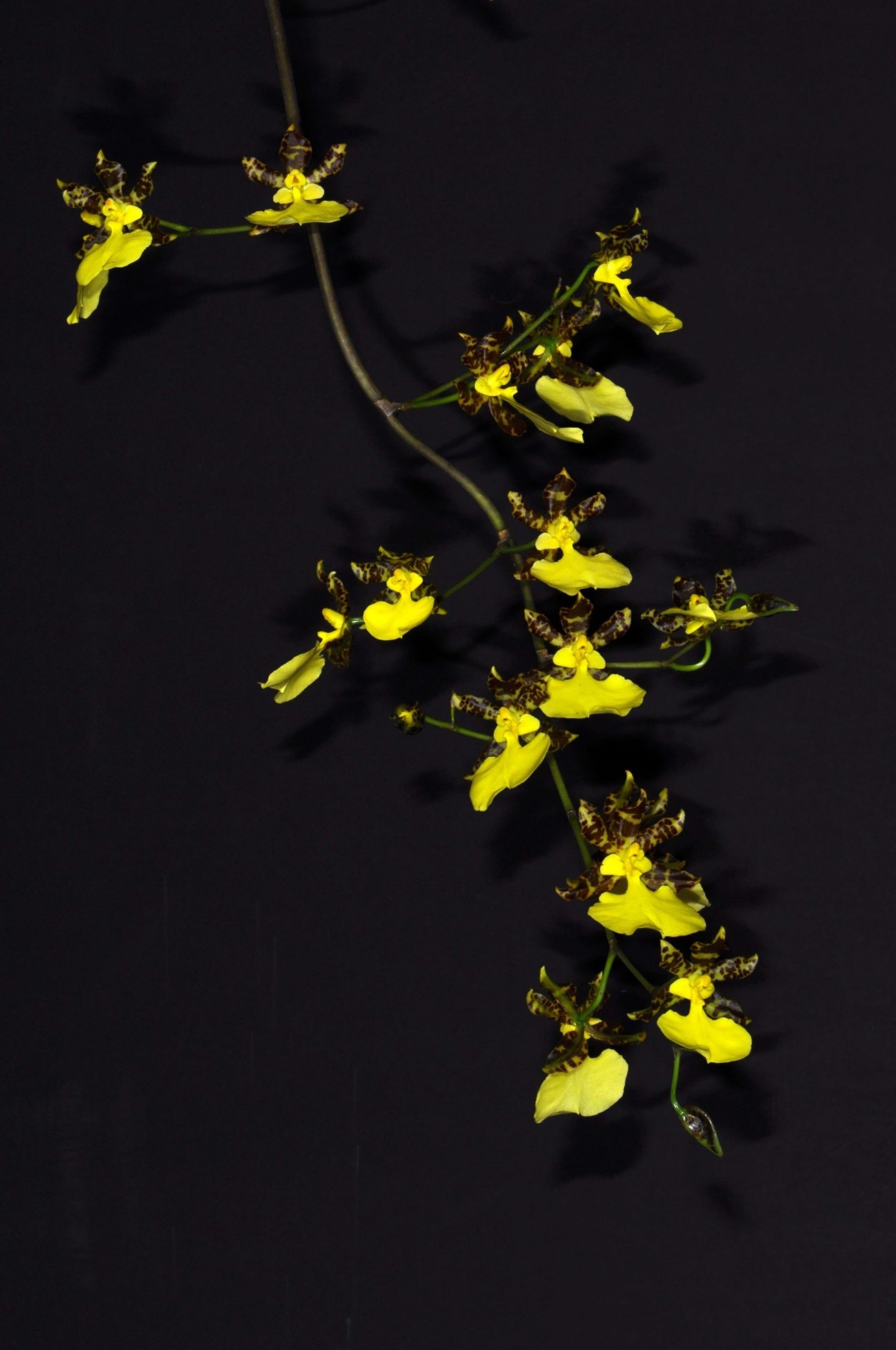 Oncidium tigrinum （オンシジュウム　ティグリナム）La Llave & Lexarza 1825
