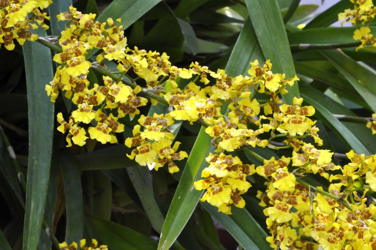 Oncidium sphacelatum （オンシジュウム　スファセラトゥム）Lindl. 1841
