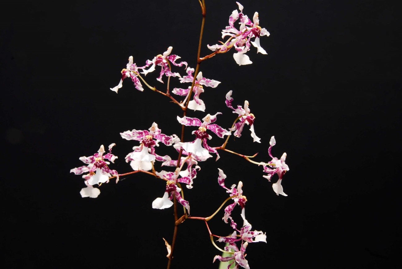 Oncidium incurvum （オンシジュウム　インクルブム）　 Baker ex Lindley 1840
