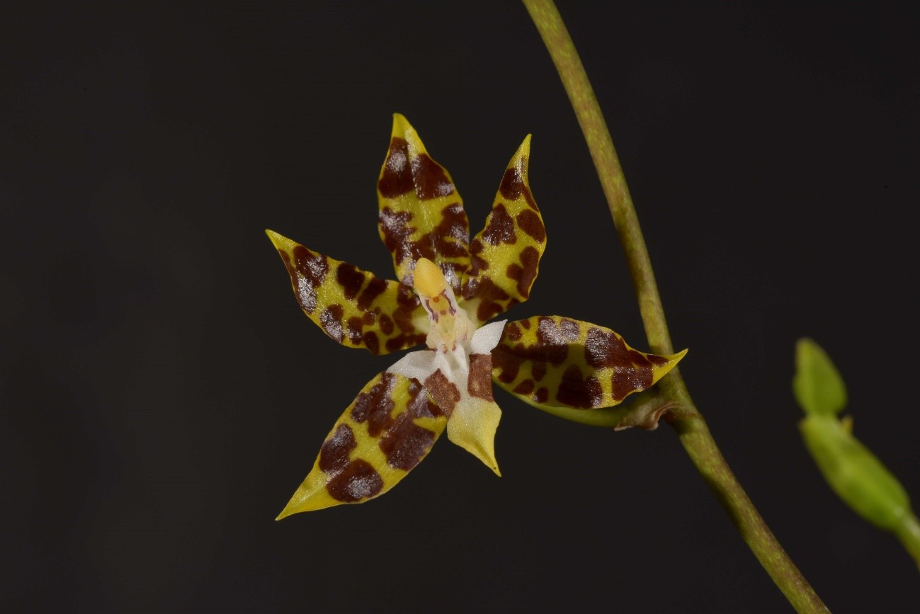 Oncidium hintonii （オンシジュウム　ヒントニ） L.O.Williams 1941
