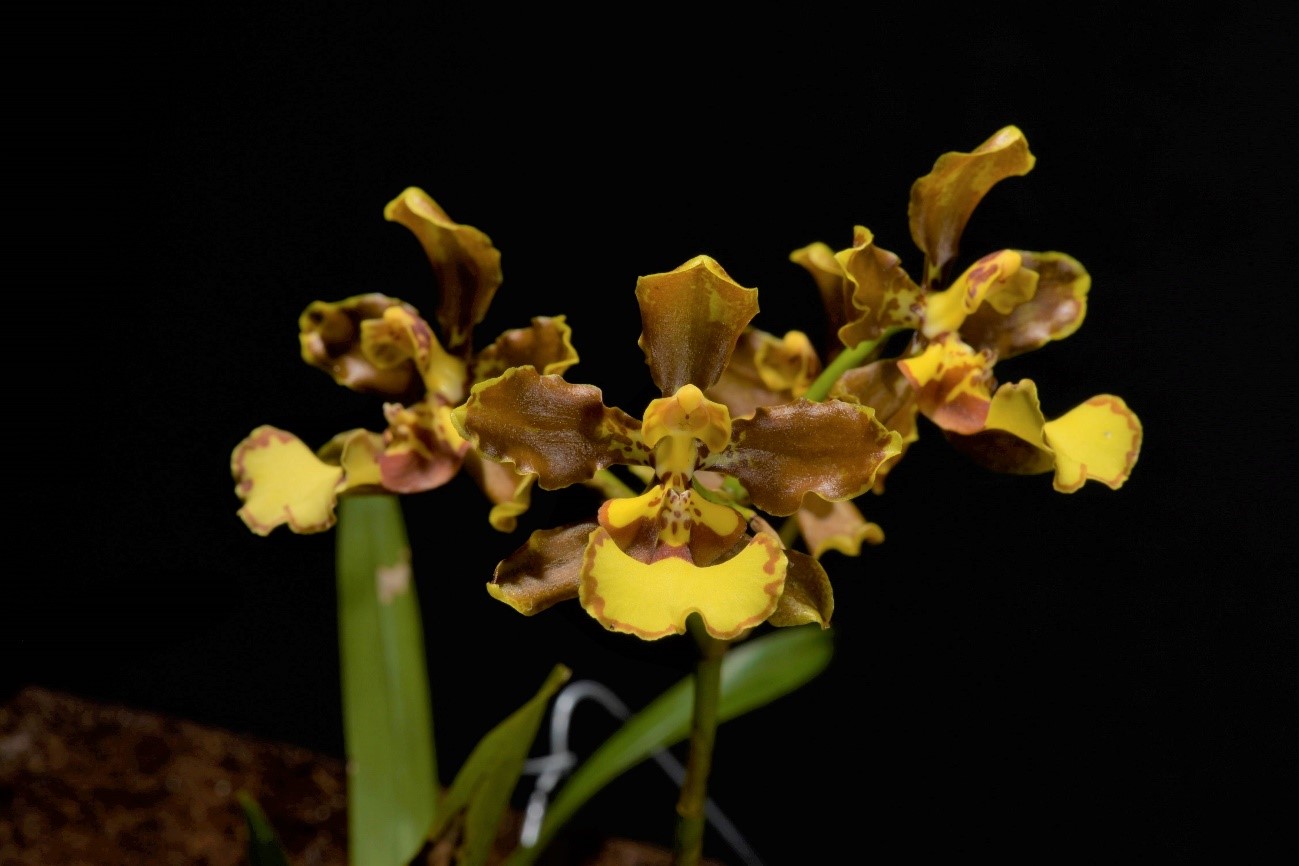 Oncidium oliganthum（オンシジュウム　オリガンサム）(Rchb.f.) L.O.Williams ex Correll.
