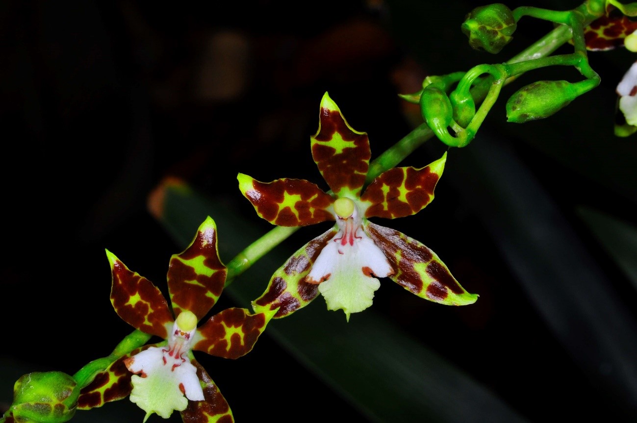 Oncidium maculatum （オンシジュウム　マクラトゥム）(Lindle.)Lindle. 1841(Aubl.) Urb. 1918とする説もあります。
