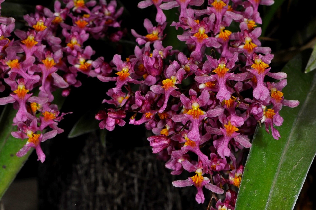 Oncidium sotoanum （オンシジュウム　ソトアヌム）R.Jimenez & Hagsater 2010
