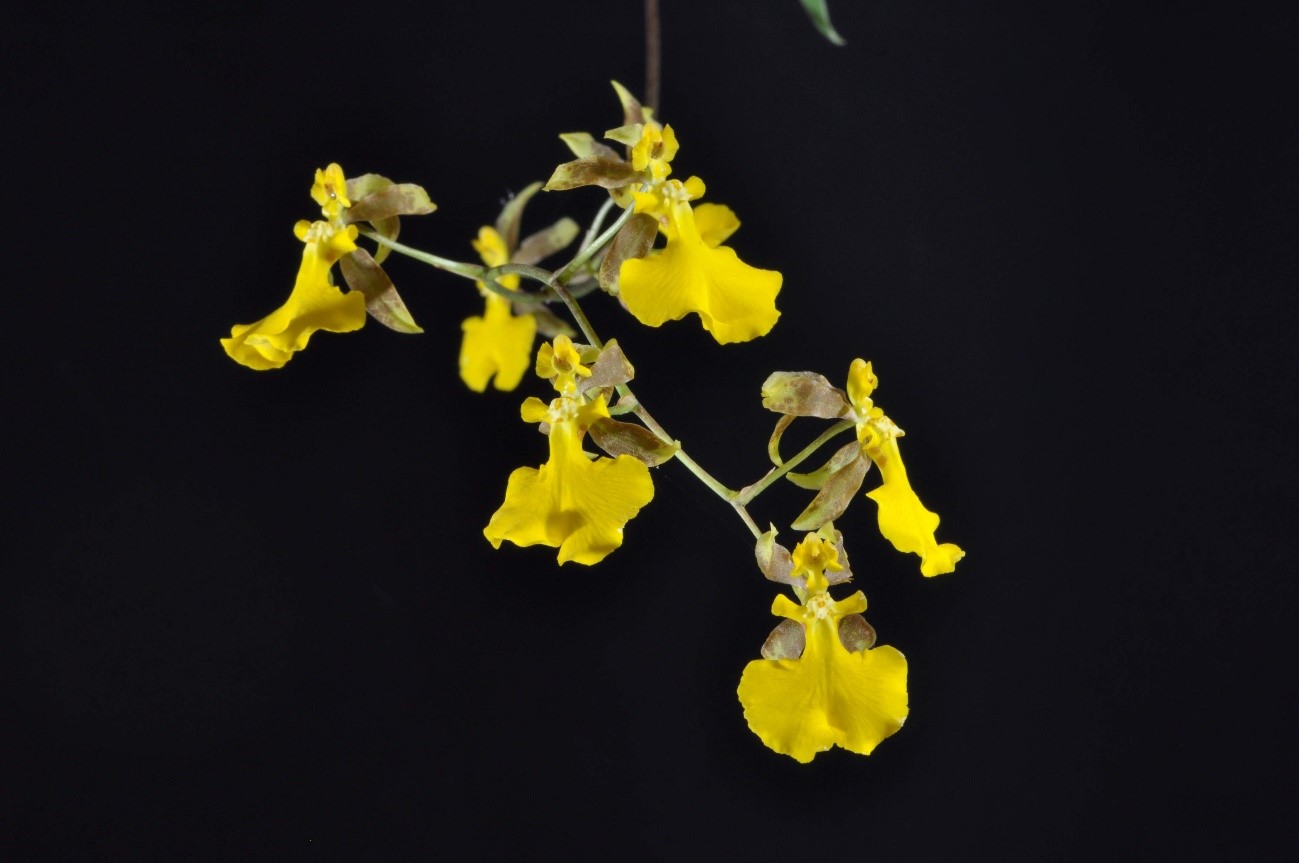 Oncidium geertianum　（オンシジュウム　ジールティアヌム）　C. Morren 1848
