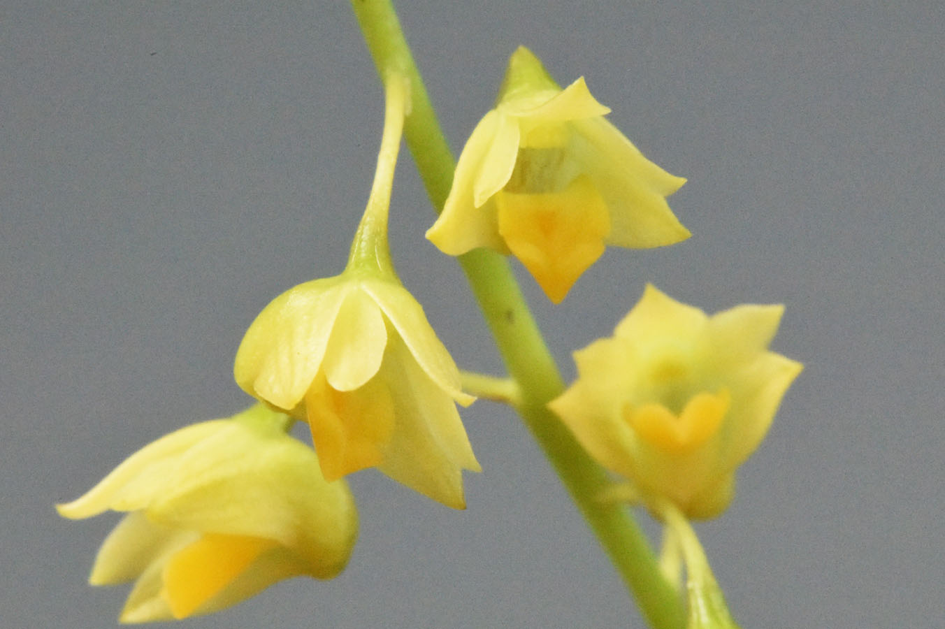 Dendrobium monophylum F.Muell.