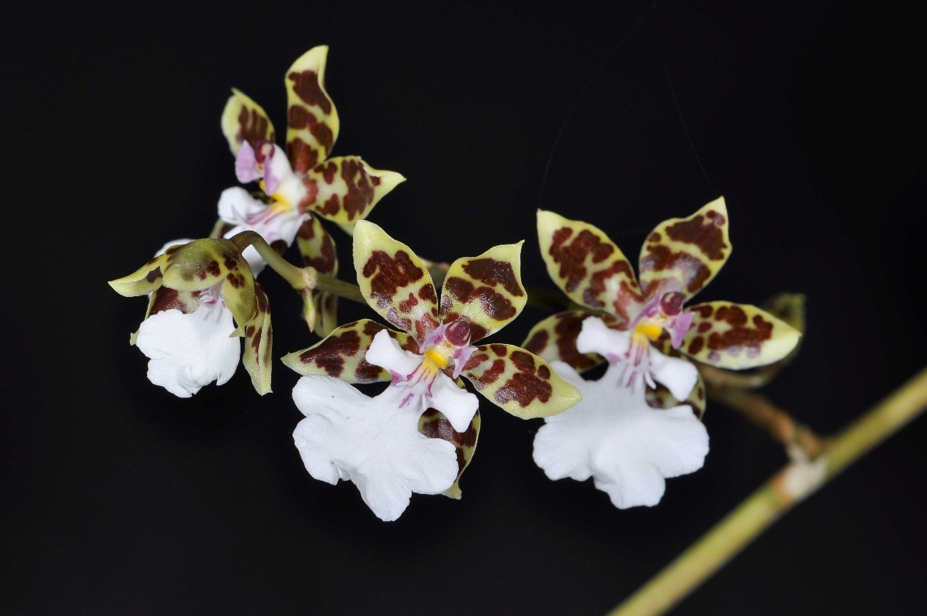 Oncidium leucochilum （オンシジュウム　レウコチルム）Bateman ex Lindley 1837
