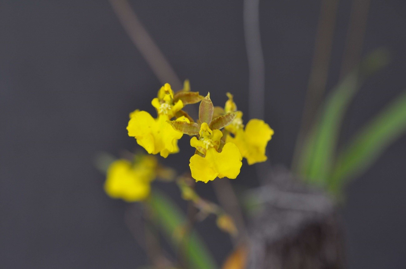 Oncidium ensatum（オンシジュウム　エンサトゥム）　lindle. 1842
