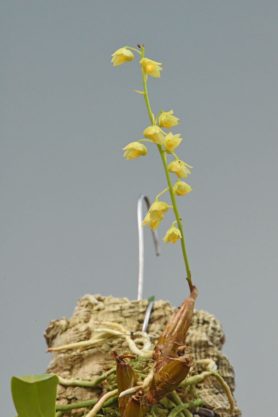 Dendrobium monophylum F.Muell.