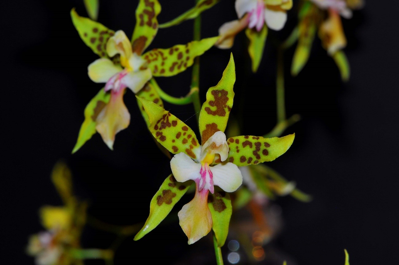 Oncidium hastatum（オンシジュウム　ハスタトゥム）（Barteman）Lindley 1850
