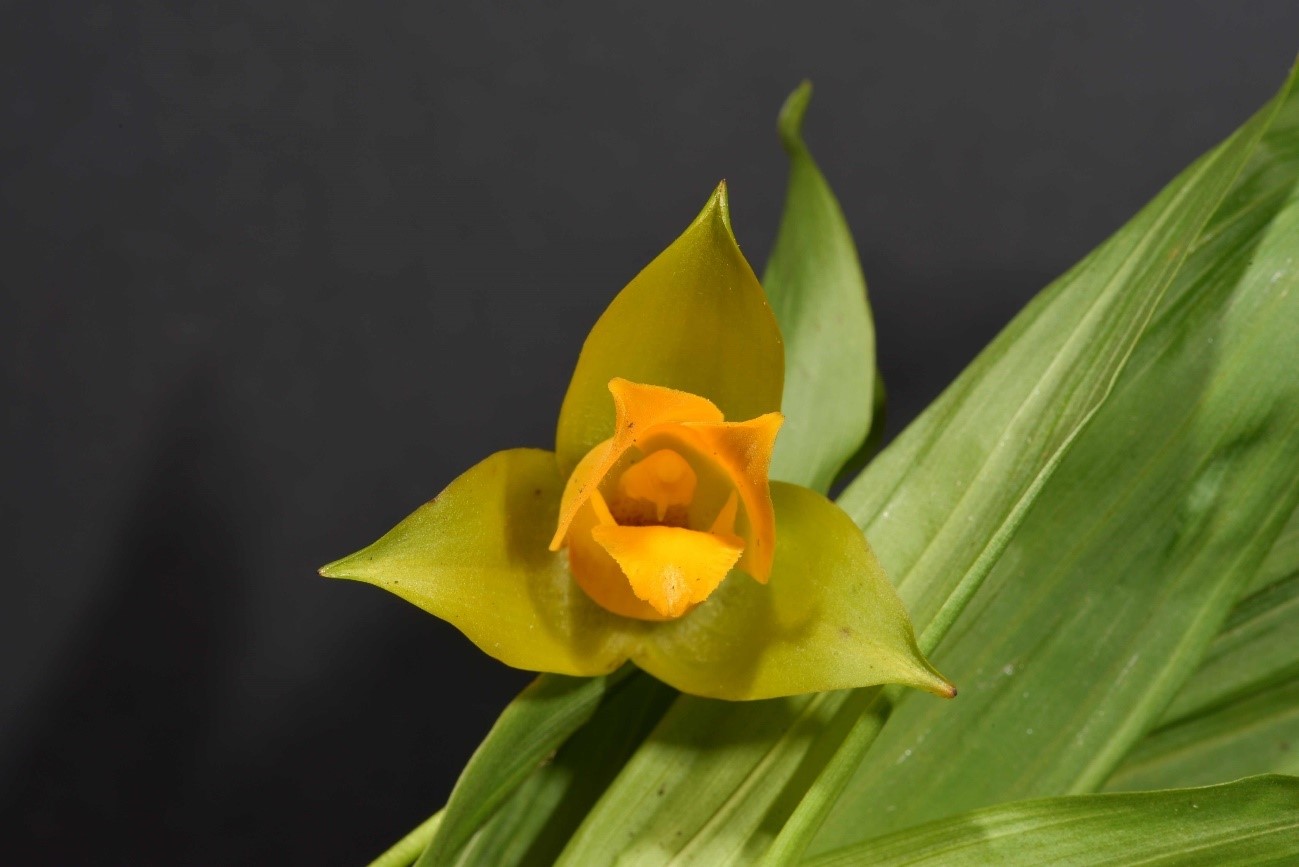 Lycaste cruenta（リカステ　クルエンタ）(Lindl.) Lindl. 1843
