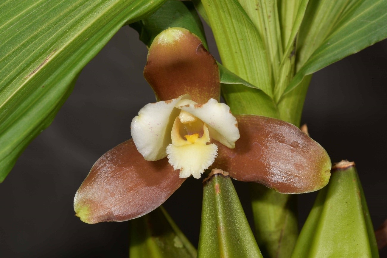 Lycaste dowiana（リカステ　ドウィアナ）Endres ex Rchb.f. 1874
