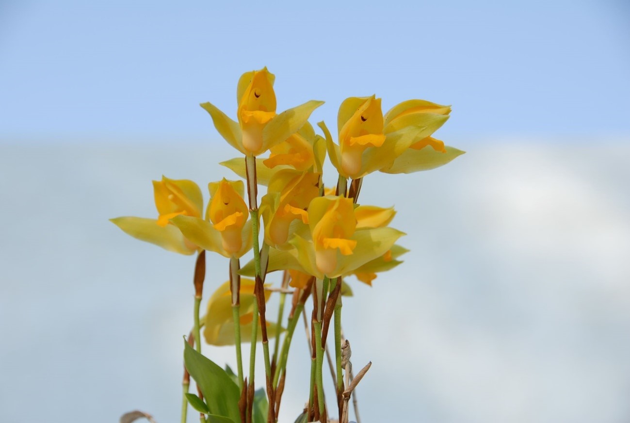 Lycaste aromatica（リカステ　アロマティカ）(Graham) Lindl.1843
