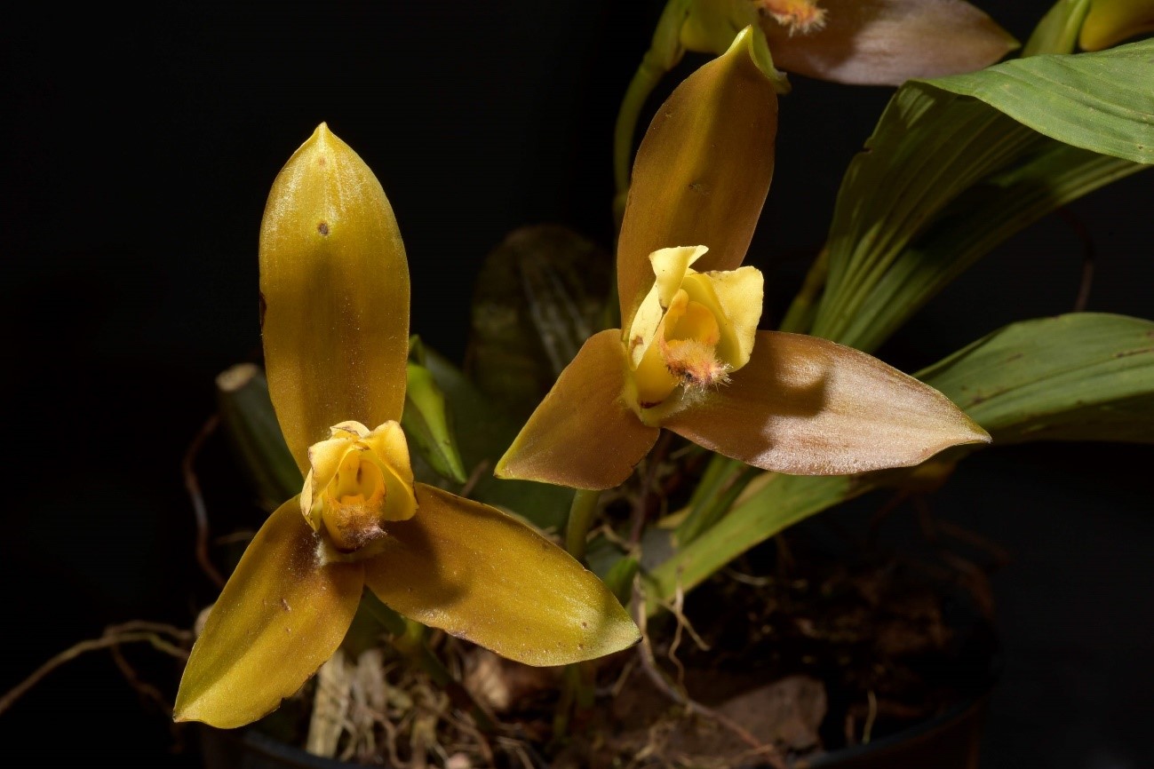 Lycaste lasioglossa（リカステ　ラシオグロッサ）Rchb.f. 1872
