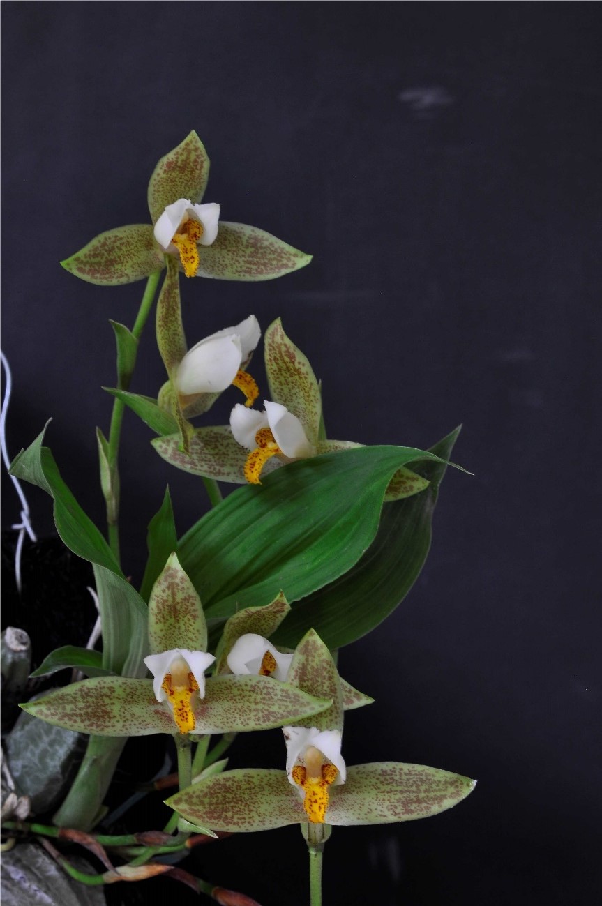 Lycaste deppei（リカステ　デッペイ）(G.Lodd. ex Lindl.) Lindl. 1843
