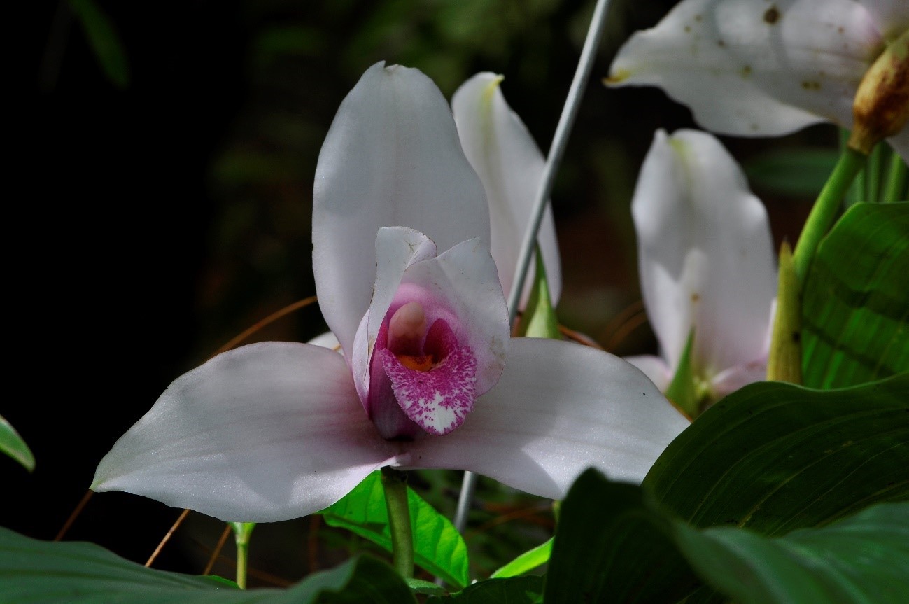 Lycaste skinneri（リカステ　スキネリ）lindl. 1843
