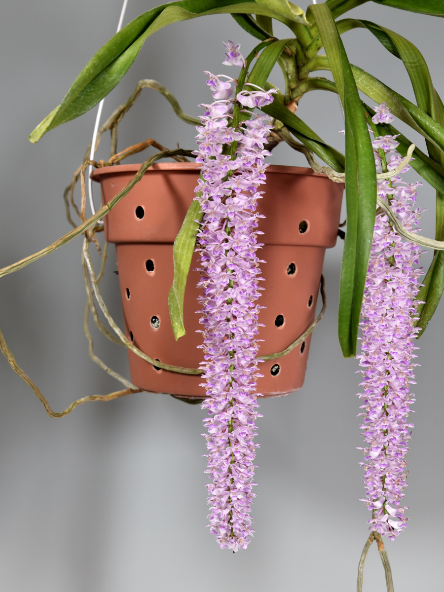 Rhynchostylis retusa (L.) Blume