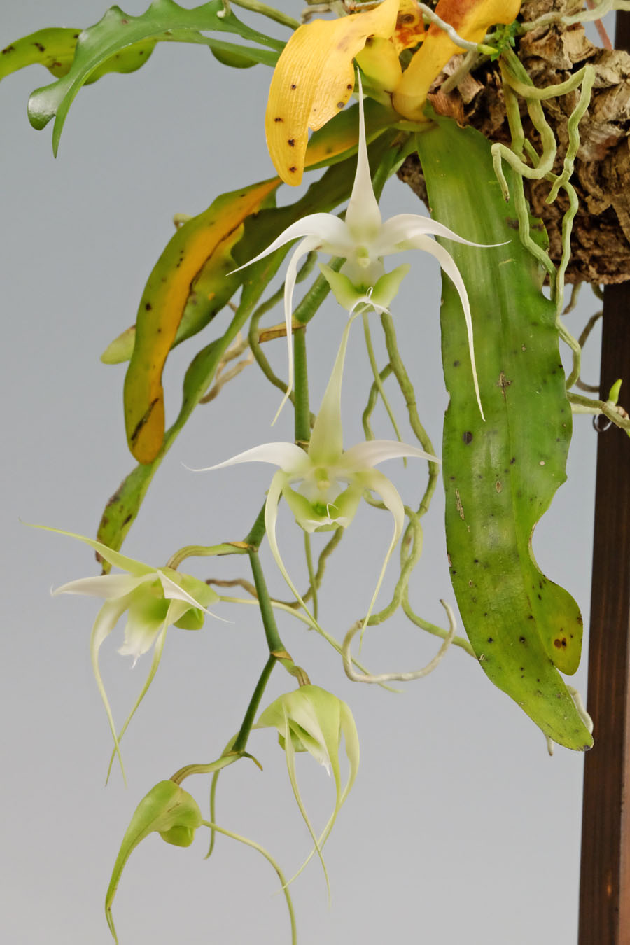 Erasanthe henrici (Schltr.) P.J.Cribb, Hermans & D.L.Roberts