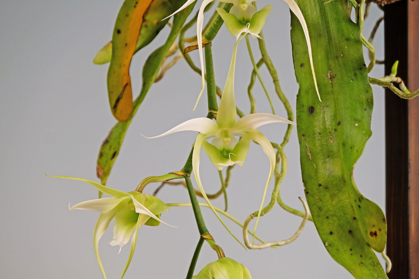 Erasanthe henrici (Schltr.) P.J.Cribb, Hermans & D.L.Roberts