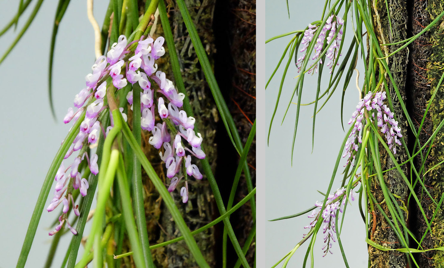 Schoenorchis juncifolia Reinw. ex Blume First published in Bijdr. Fl. Ned. Ind.: 361 (1825).