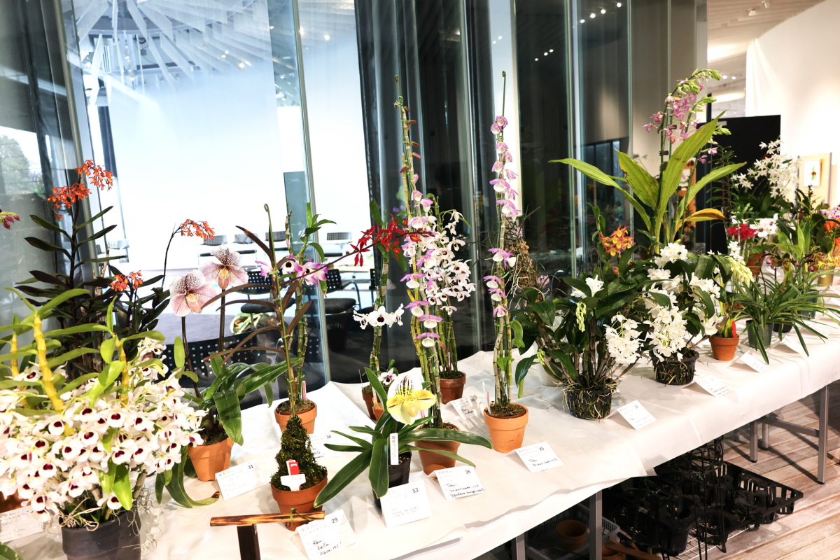 出品花展示コーナー2