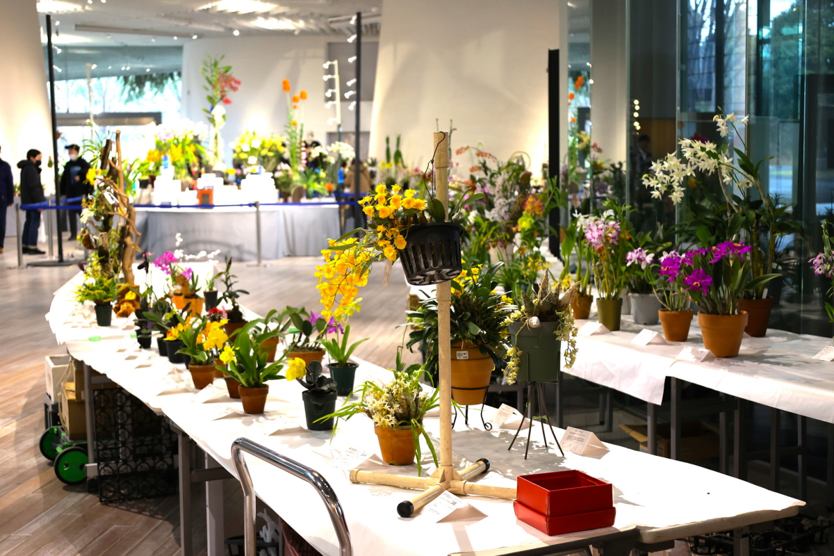 出品花展示コーナー4