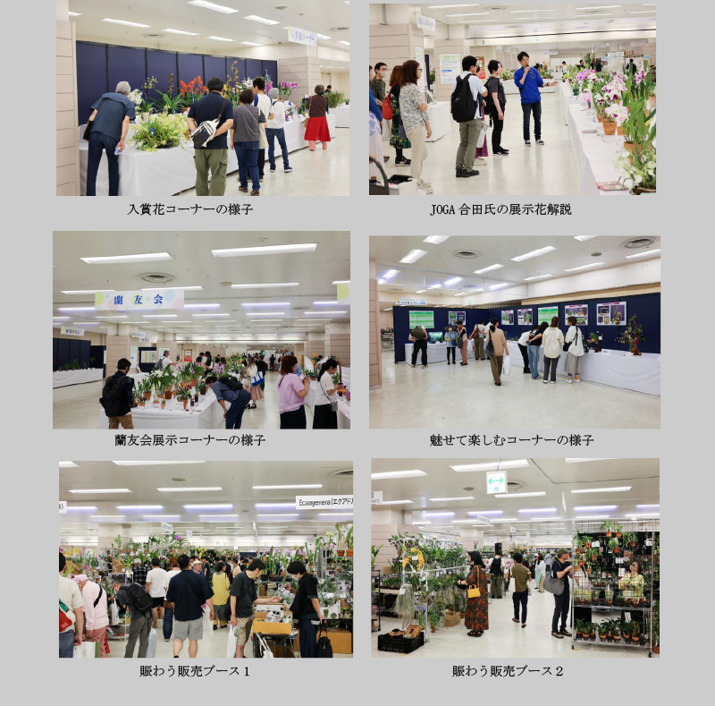 らん展特集
第64回 蘭友会らん展in サンシャインシティ ～万緑を彩るらん～
東京都知事賞：上里忠彦　　　　　　　　　　　　沖縄美ら島財団理事長賞：斉藤正博　　
Prosthechea vitellina ' Orange Star'
蘭友会会長賞：清水達夫
Paphiopedilum Hung Sheng Eagle 'Aiwa'　　　
日本洋蘭農業協同組合長賞：田村和巳　　　　
 Cattleya purpurata f werkhaeuseri 'Riverside’        　 Paphiopedilum rothschildianum　　　　　　　　
資生堂賞(フレグランス部門)：鈴木隆夫　　    サンシャインシティ賞（人気投票第1位）：清水達夫
 Vanda falcata                          Miltoniopsis Breathless 'Hilo Galaxy'　
入賞花コーナー
入賞花撮影・協力：古城鶴也 宮澤政子　入賞花コーナー撮影：冨澤 實
第64回　蘭友会らん展in サンシャインシティ
～万緑を彩るらん～　実施報告
　第64回蘭友会らん展は、ご出店各社様、ご出品 
をいただいた愛らん団体皆様、会員皆様のご協力をいただきまして無事に終了いたしました。ご後援をいただいた東京都、東京都・豊島区、一般財団法人沖縄美ら島財団、株式会社資生堂、そのほか多くのご協力をいただいた皆様に厚く御礼申し上げます。
この度は、新型コロナ禍が終息してから初めて高円宮妃殿下のご来臨を賜り、展示作品の一つひとつをご鑑賞いただき、お楽しみいただくことができました。
今年は「万緑を彩るらん」というテーマで、初夏の山々や森が新緑で覆われ、緑色の葉が風に揺れ、その中に鮮やかな色合いが加わって、自然の美しさが一層引き立っているような情景をイメージした大型の日本画「万緑の径」を展示し、テーマを演出させていただきました。そして、この時期に咲く初夏のらんを集めて展示し、来場者による人気投票を行いました。
毎年好評の「魅せて楽しむ」というテーマは、蘭の花の美しさや豪華さだけでなく、生活の中で楽しめる、蘭を使った魅せ方（見せ方）を今年も提案いたしました。また、昨年、新たな企画として好評だった木やコルク、ヘゴなどに着生させた蘭の栽培株を集めて「着けて楽しむ」というテーマ展示も同じコーナーに集めて展示を行い、好評を得ることができました。
今回も草月会東京南支部の有志の皆様による「お迎え花」として、オンシジュームの花を使った大型の生け花「蘭でお出迎え」の展示を行い、注目を集めました。恒例の蘭の創作生け花の展示「蘭で遊ぶ」は、展示希望者が増えたため、昨年に続き展示スペースを拡大しての展示となり、創作生け花の中の蘭を楽しんでいただけたものと思います。
以下、上位入賞花と会場内写真で今年のらん展を振り返ります。
 記・会場撮影：冨澤實 
 草月会東京南支部による「蘭でお出迎え」
日本画「万緑の径」と初夏のらん展示
日本画「万緑の径」
入賞花コーナー
蘭友会展示コーナー
友好愛蘭会の展示コーナー 
 JOGA展示コーナー　　　　　　　　　　　　　　　　　　　　フレグランス展示コーナー　　　　　　　　　　　　　　　　　
生け花「蘭で遊ぶ」コーナー１　　　　　　　　　　　　　　　　　友好愛蘭団体展示コーナー２
魅せて楽しむコーナー　　　　　　　　　　　　　　　　　着けて楽しむコーナー
高円宮妃殿下御台覧
入賞花コーナーの様子　　　　　　　　　　　　　　JOGA合田氏の展示花解説
蘭友会展示コーナーの様子　　　　　　　　　　　　　魅せて楽しむコーナーの様子
賑わう販売ブース1　　　　　　　　　　　　　　　　賑わう販売ブース２　　　　　　　　　　　

