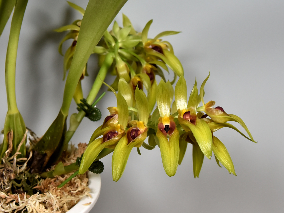 Bulbophyllum graveolens J.J. Sm. 1912