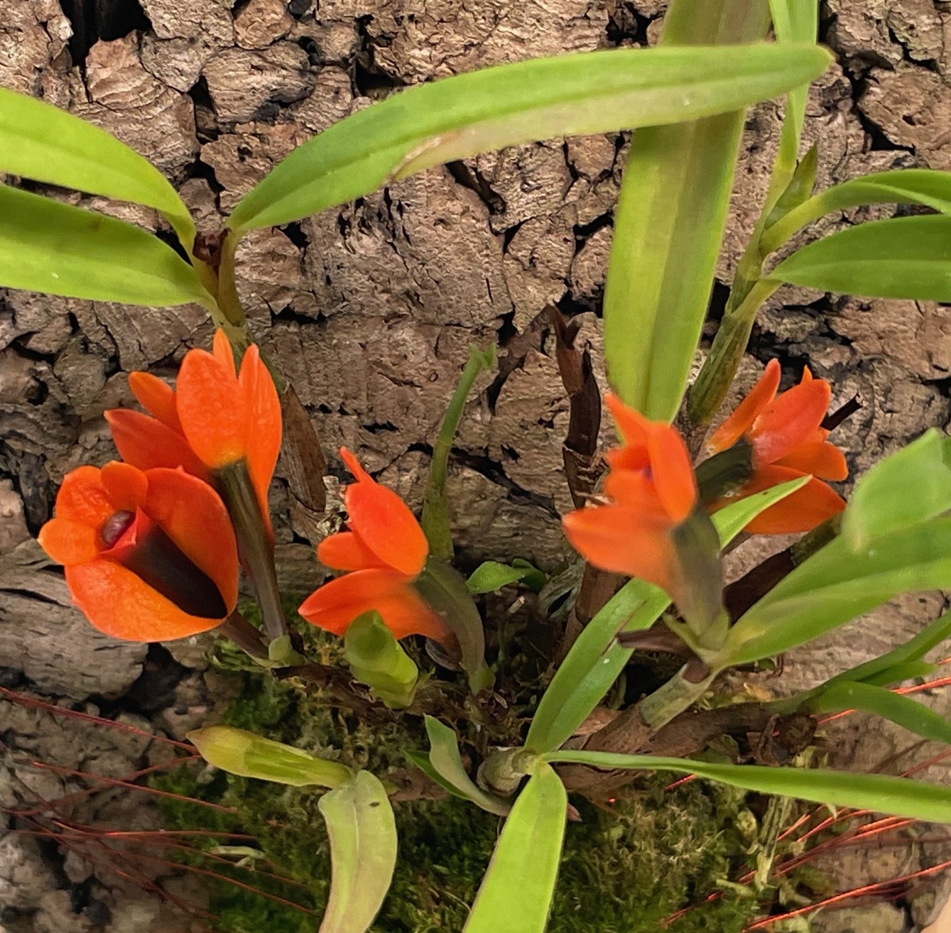 Dendrobium vexillarius J.J.Smith 1910