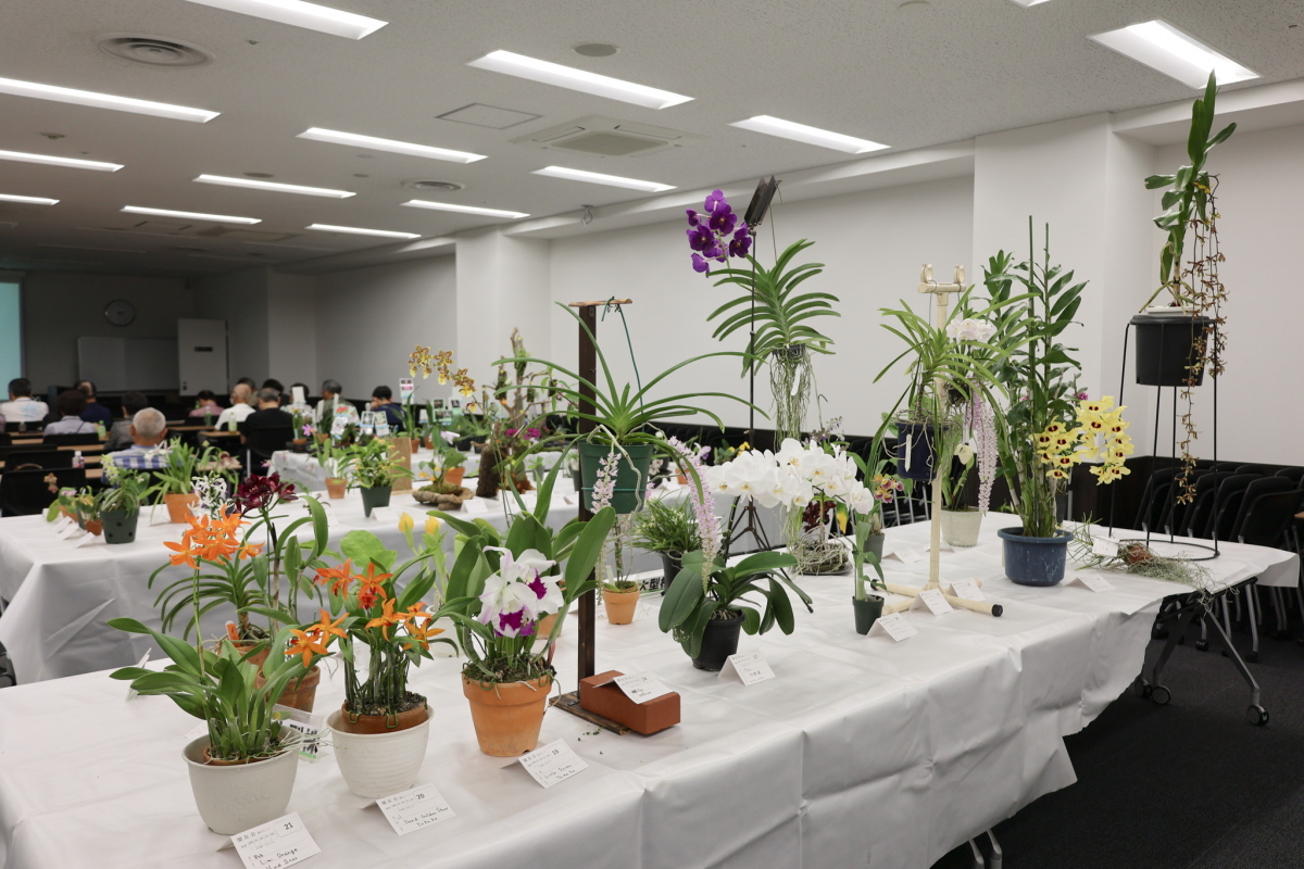 大型株展示コーナー