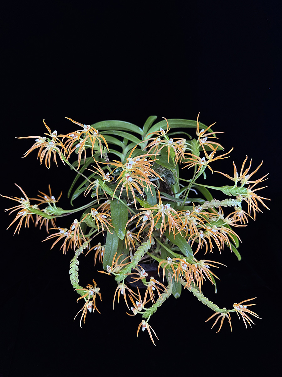 Thrixspermum centipeda　Lour.  (1790)