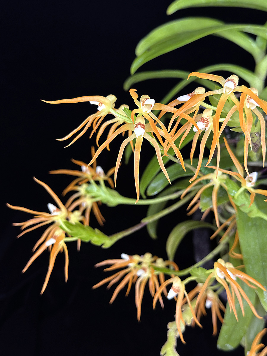 Thrixspermum centipeda　Lour.  (1790)