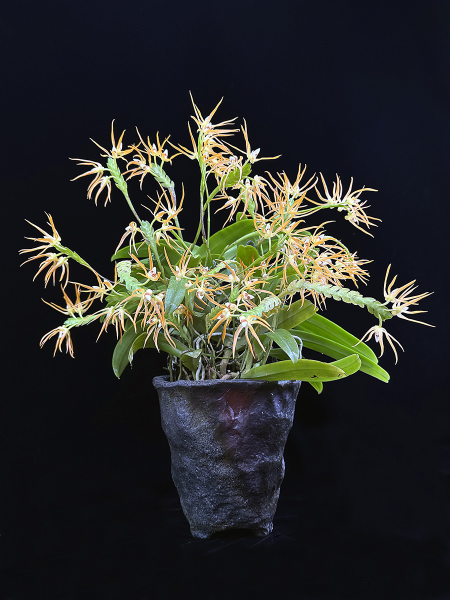 Thrixspermum centipeda　Lour.  (1790)