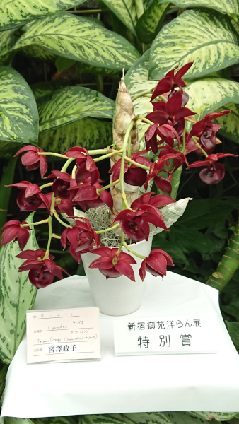 特別賞 宮澤政子 Cycnodes Taiwan Orange