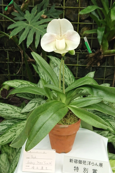 特別賞 清水達夫Paph.Galaxy Stone ‘Sumida’