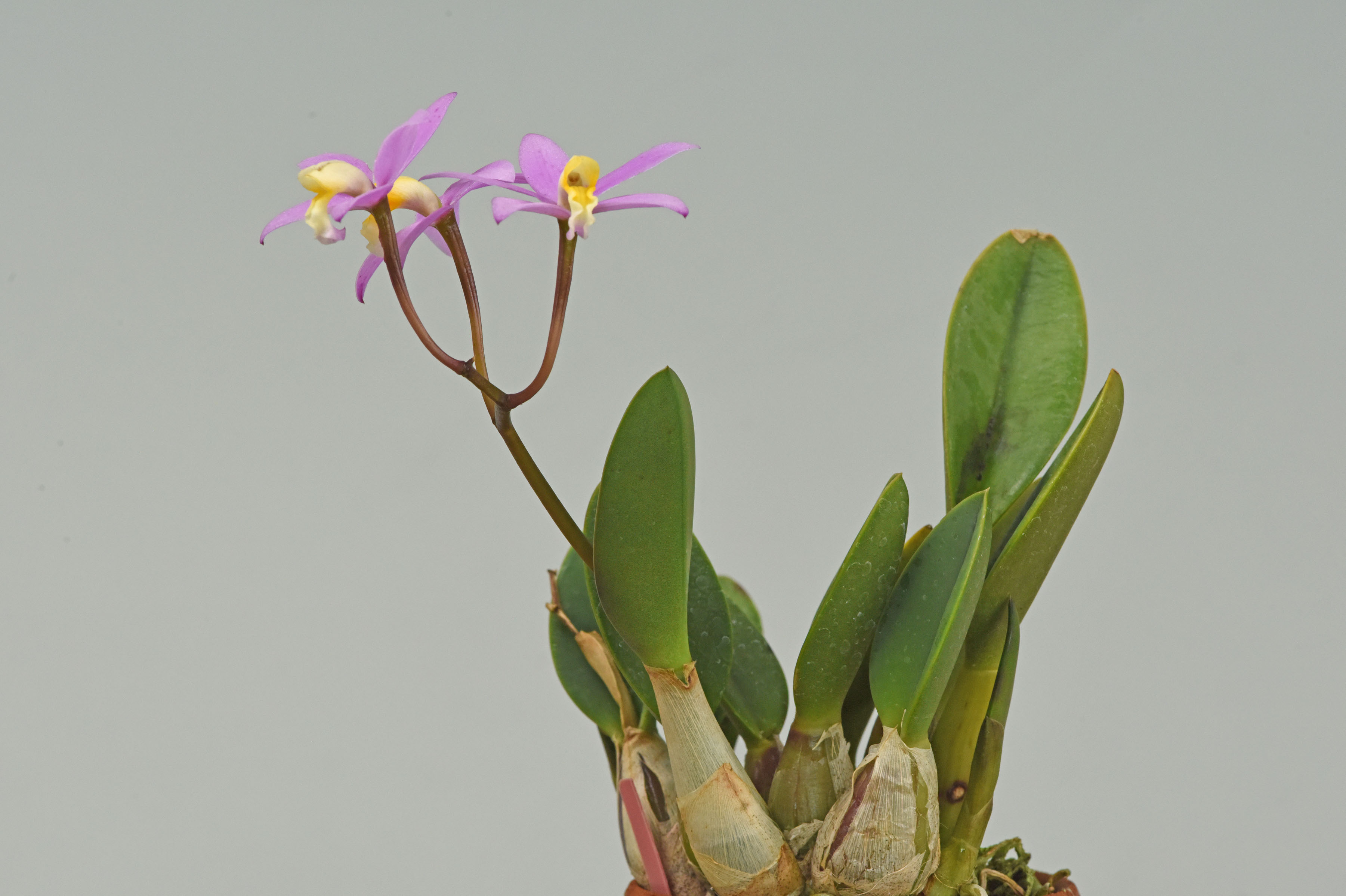 Cattleya longipes var. lucasiana (Rolfe) K.A.Roberts