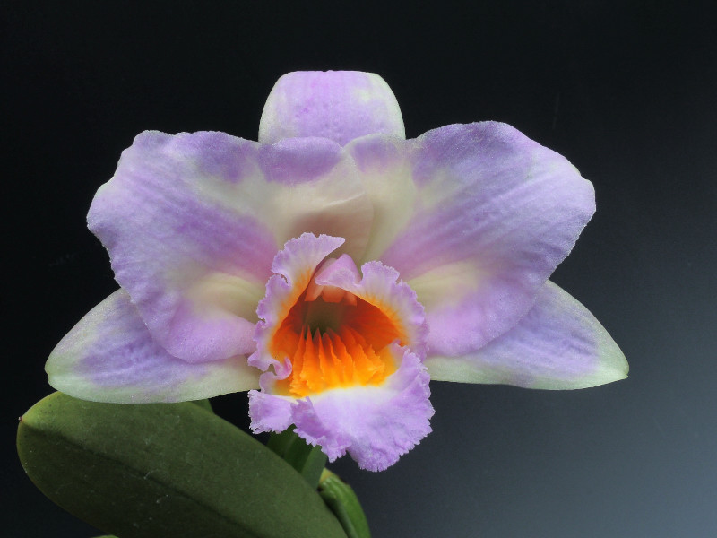 Cattleya jongheana (Rchb.f.) Van den Berg2008