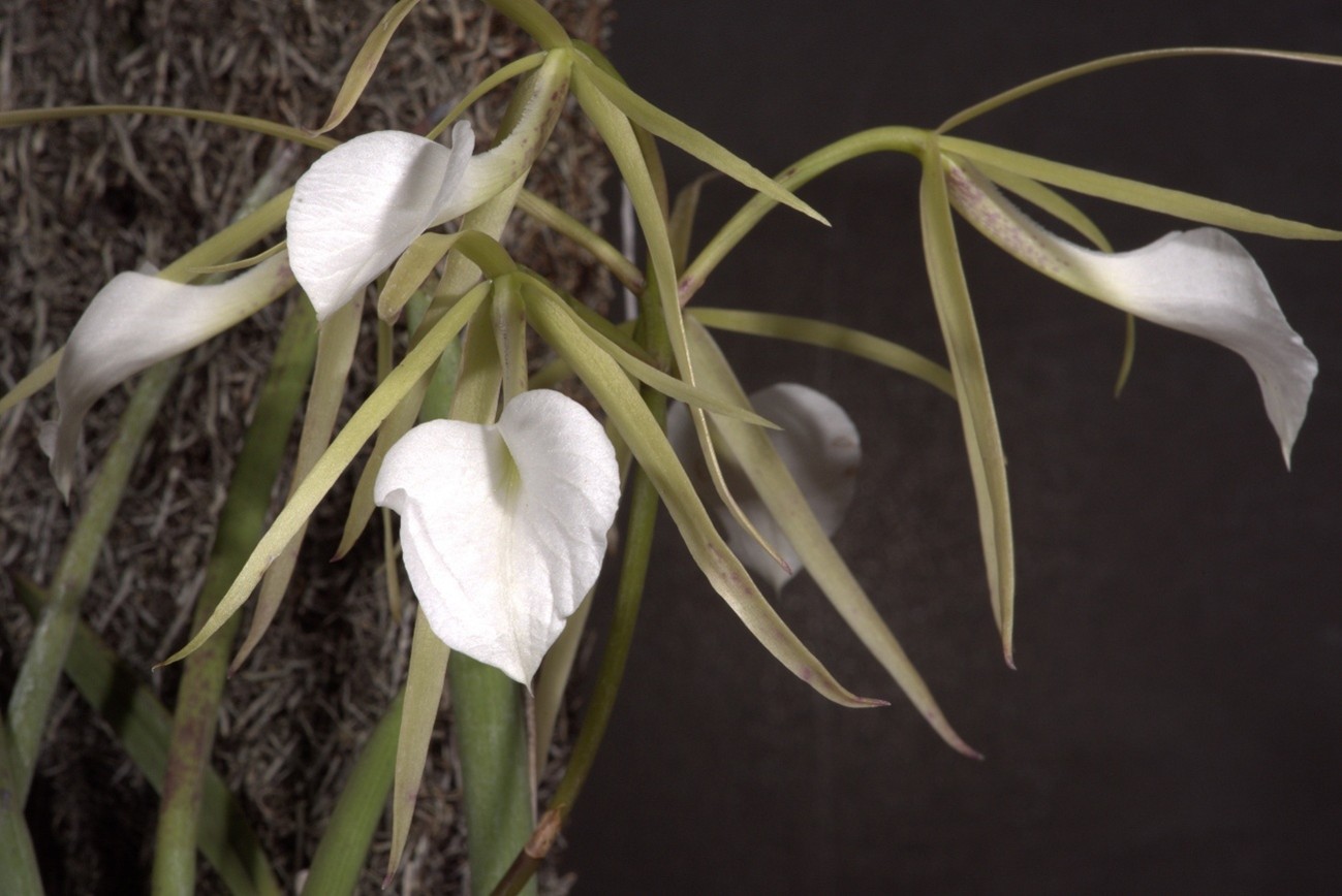 Brassavola （ブラサボラ）R.Br. 1813
