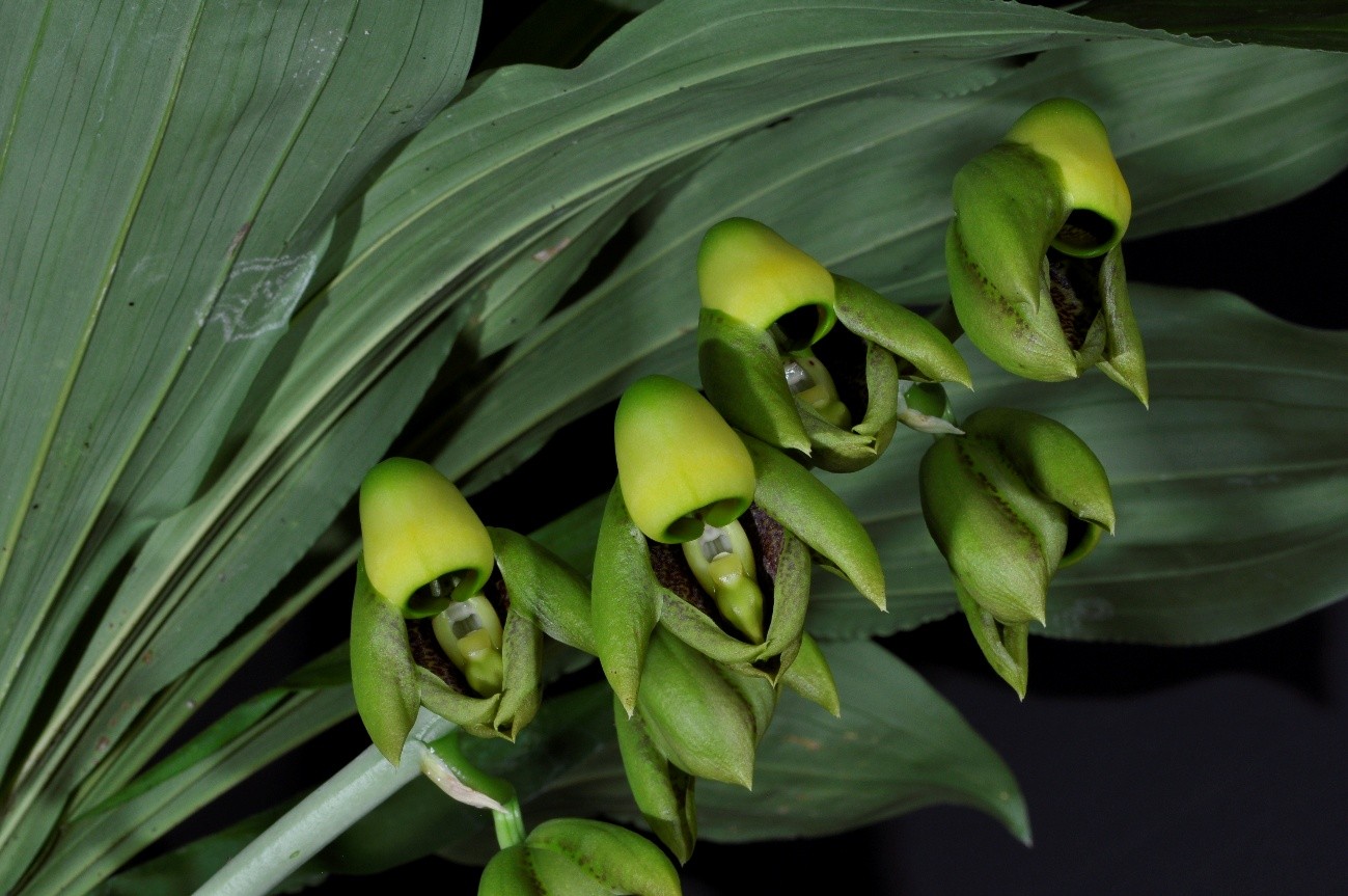 Catasetum （カタセトゥム）Rich. Ex Kunth 1822

