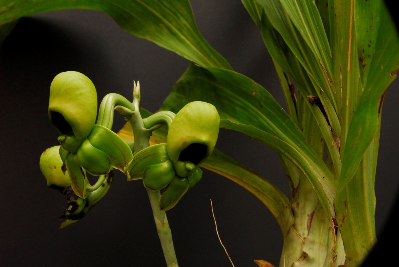 Catasetum （カタセトゥム）Rich. Ex Kunth 1822
