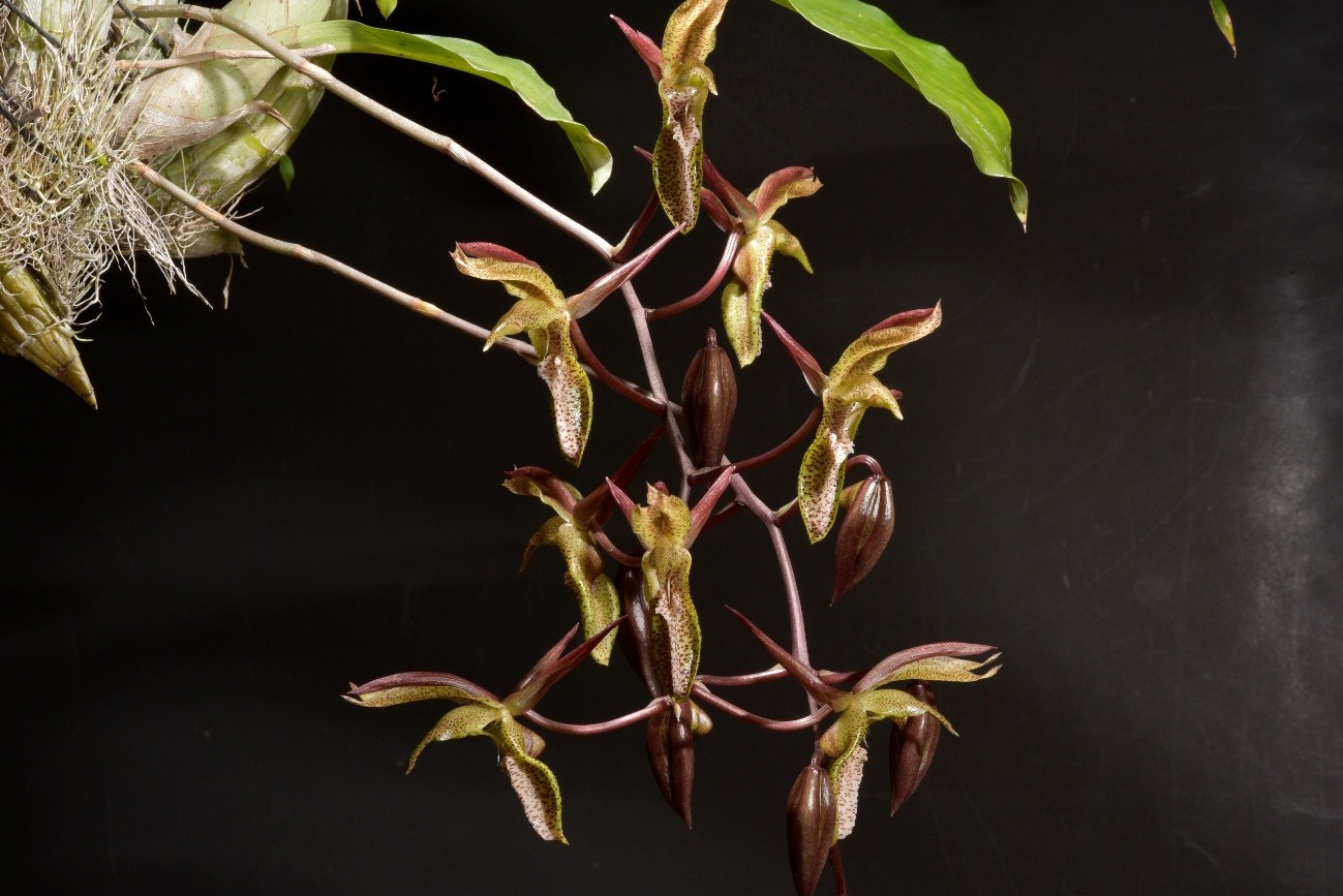 Catasetum （カタセトゥム）Rich. Ex Kunth 1822

