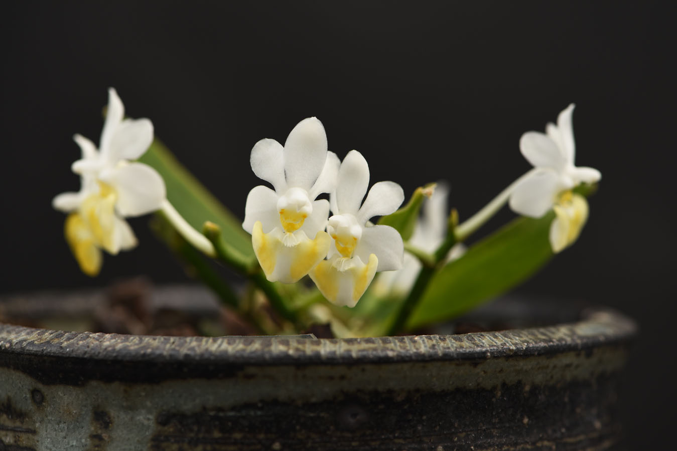 Bonatea speciosa [L.f.] Willd. 1805