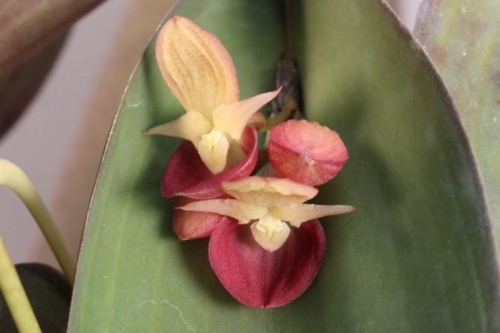 Pleurothallis cyanea Luer & R. Escobar 1984