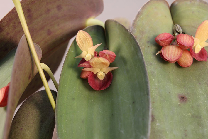 Pleurothallis cyanea Luer & R. Escobar 1984